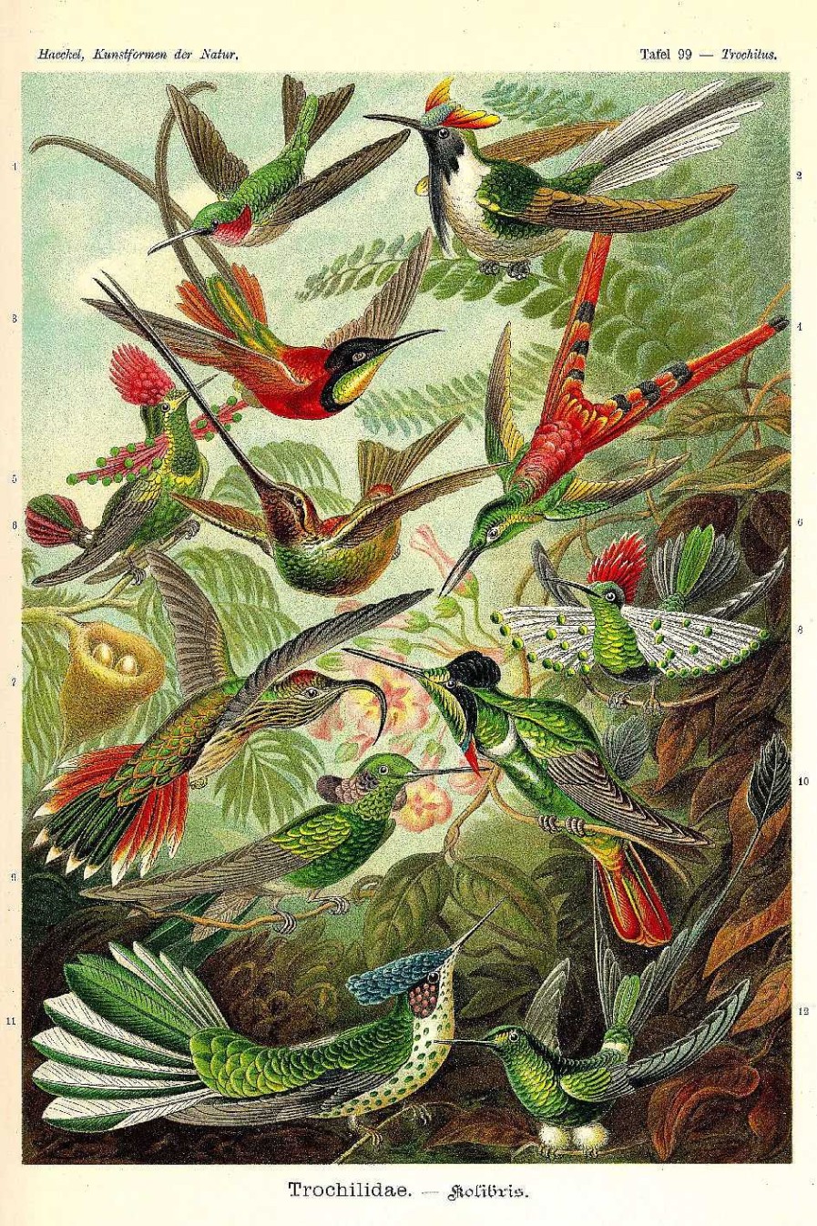 Wanddeko | Nanu-Nana Poster Beautiful Birds, Nr. 66