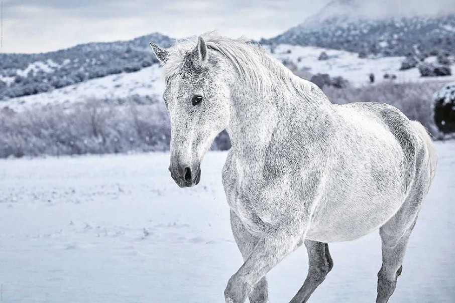 Kinderzimmer | Nanu-Nana Poster White Horse In Snow, Nr. 169