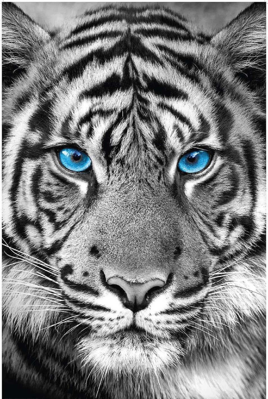 Kinderzimmer | Nanu-Nana Poster Tiger Blue Eyes, Nr. 48