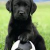 Kinderzimmer | Nanu-Nana Poster Dog - Labrador Football, Nr. 65