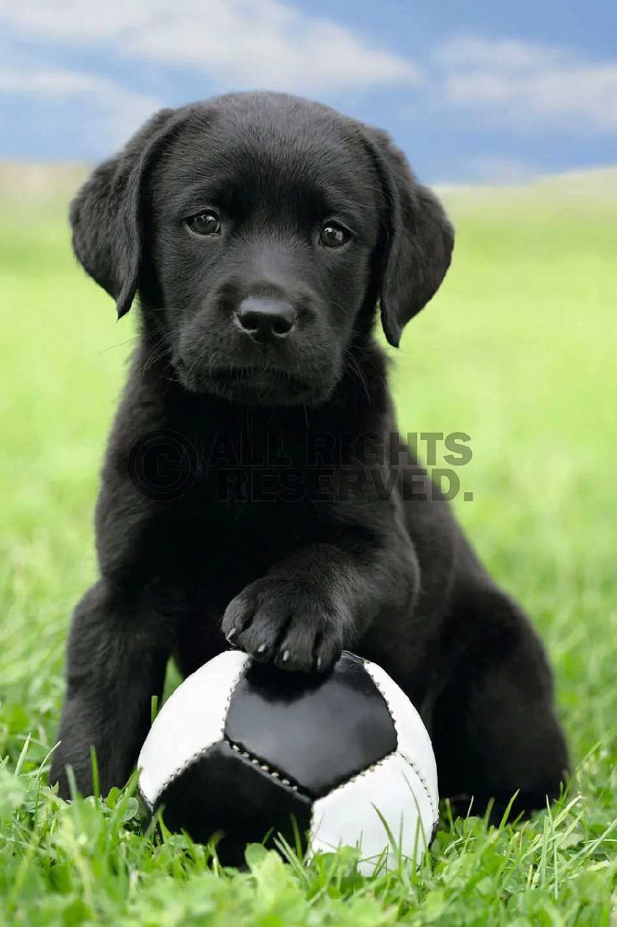 Kinderzimmer | Nanu-Nana Poster Dog - Labrador Football, Nr. 65